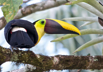 Black-mandibled Toucan