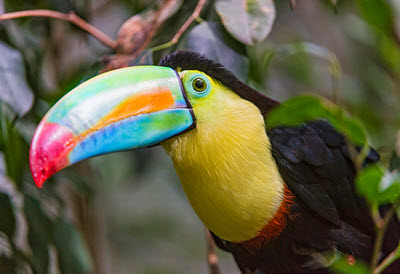 keel-billed toucans