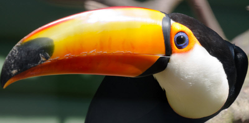 toco toucan