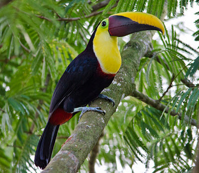 toucan in habitat